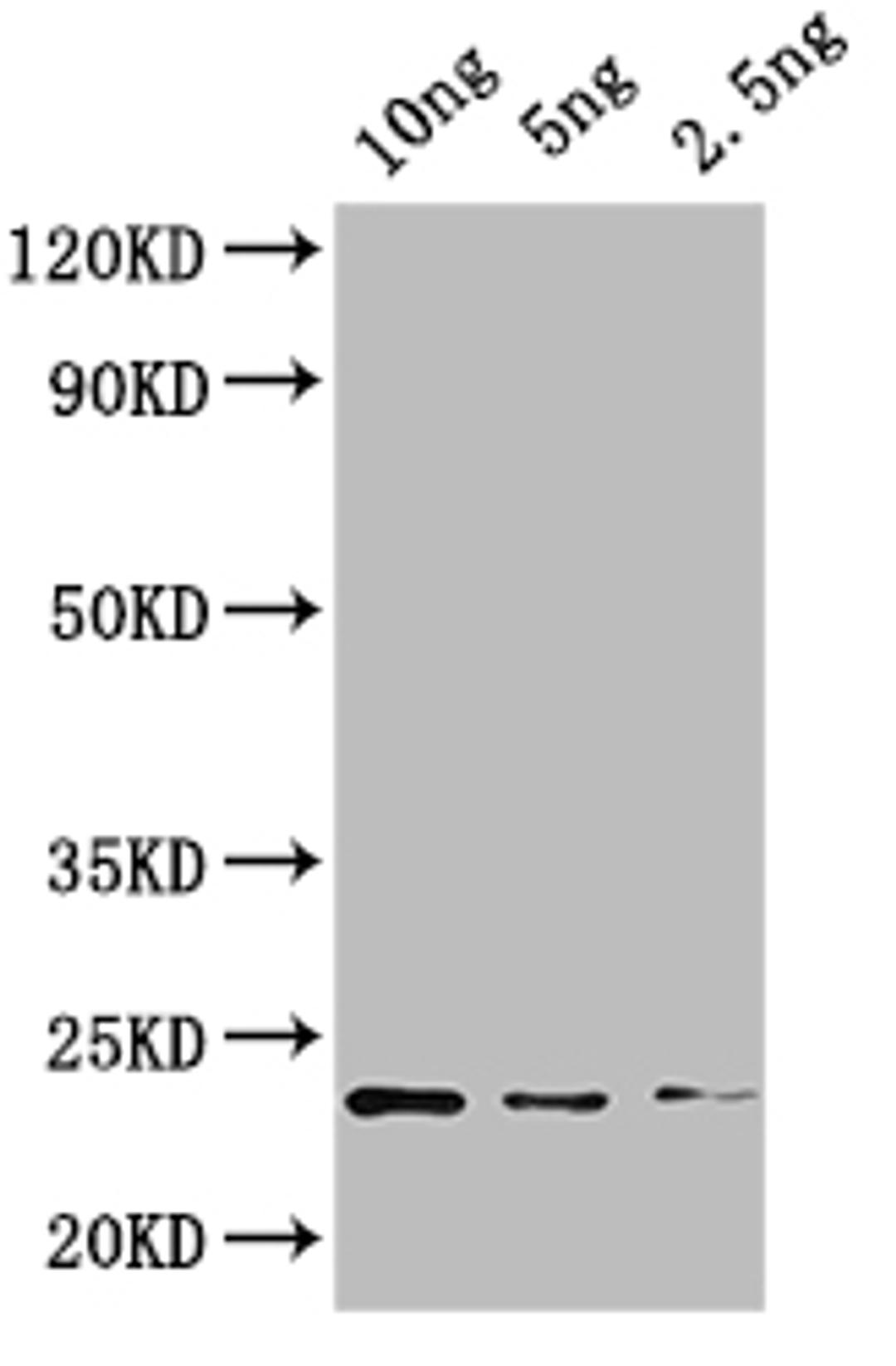 Western Blot. Positive WB detected in: recombinant protein. All lanes: KNAT4 Antibody at 1:1000. Secondary. Goat polyclonal to rabbit IgG at 1/50000 dilution. Predicted band size: 21 kDa. Observed band size: 21 kDa. 
