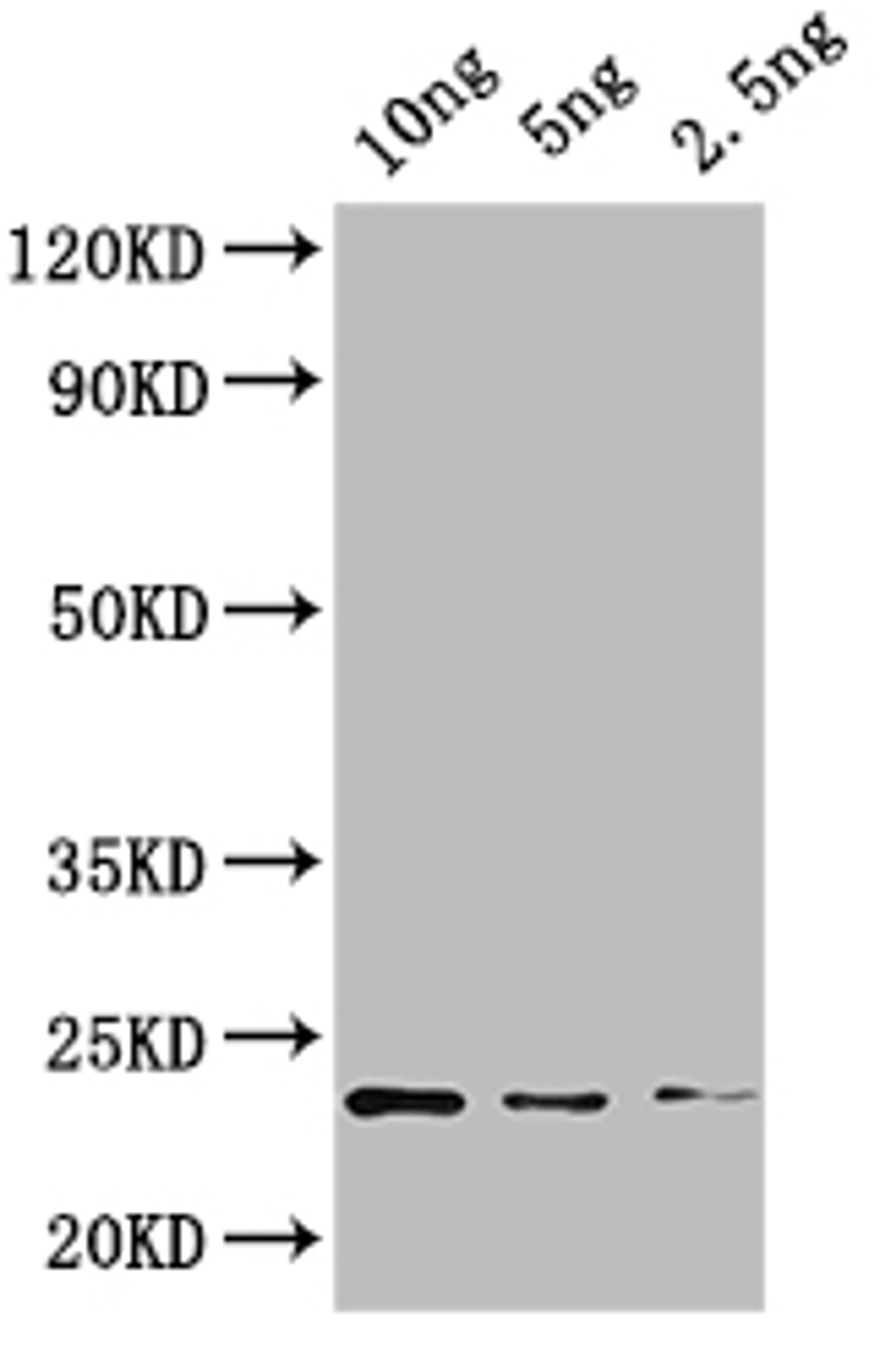 Western Blot. Positive WB detected in: recombinant protein. All lanes: KNAT4 Antibody at 1:1000. Secondary. Goat polyclonal to rabbit IgG at 1/50000 dilution. Predicted band size: 21 kDa. Observed band size: 21 kDa. 