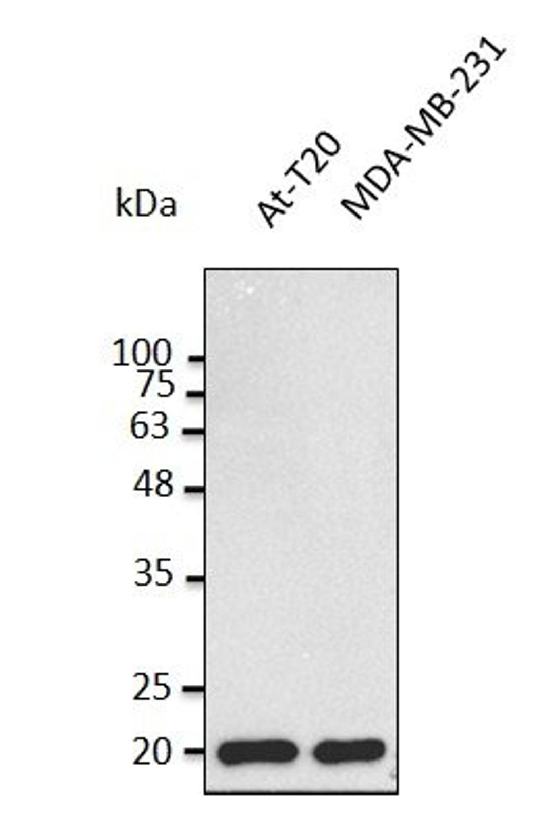 Western blot analysis of staining of MDA-MB-231 lysates using BAX antibody