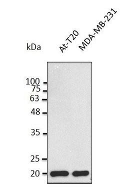 Western blot analysis of staining of MDA-MB-231 lysates using BAX antibody