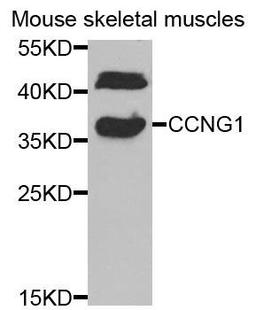 Western blot analysis of extracts of mouse skeletal muscles cells using CCNG1 antibody