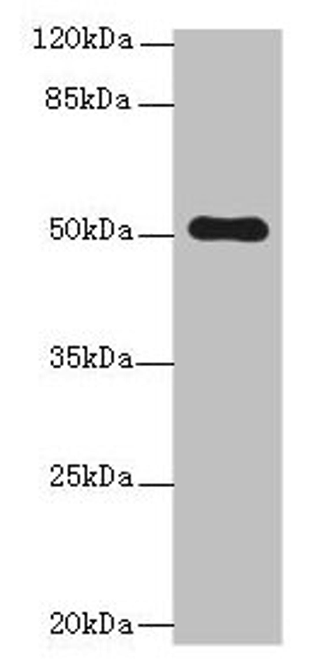 Western blot. All lanes: STPG2 antibody at 0.8ug/ml + HL60 whole cell lysate. Secondary. Goat polyclonal to rabbit at 1/10000 dilution. Predicted band size: 51 kDa. Observed band size: 51 kDa. 