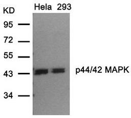 Western blot analysis of lysed extracts from HeLa and 293 cells using p44/42 MAP Kinase (Ab-202).