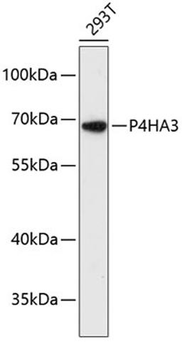 Western blot - P4HA3 antibody (A13767)