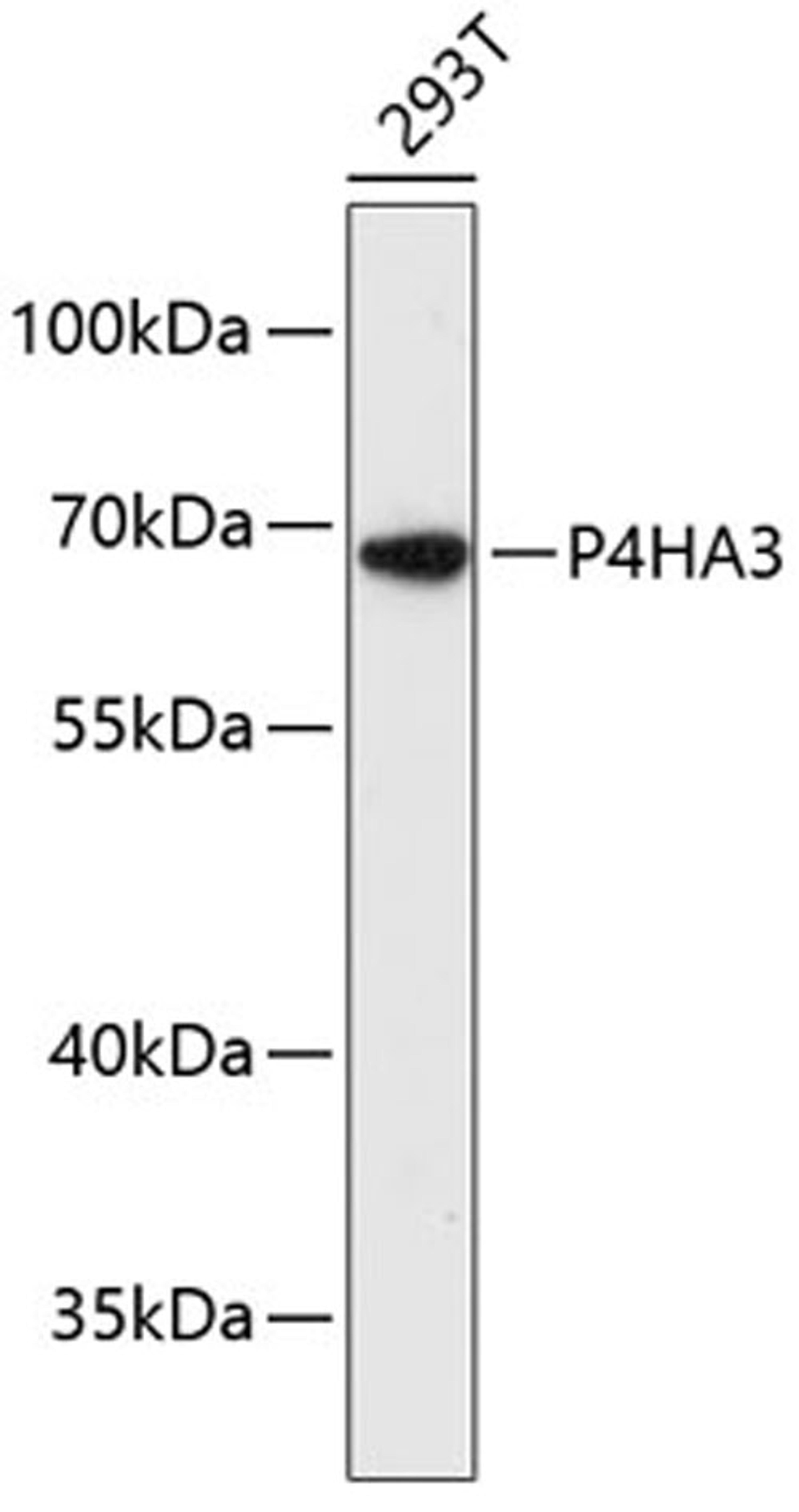 Western blot - P4HA3 antibody (A13767)