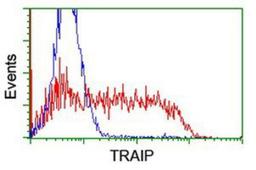 Flow Cytometry: TRAIP Antibody (2D4) [NBP2-03822] - HEK293T cells transfected with either overexpression plasmid (Red) or empty vector control plasmid (Blue) were immunostained by anti-TRAIP antibody, and then analyzed by flow cytometry.