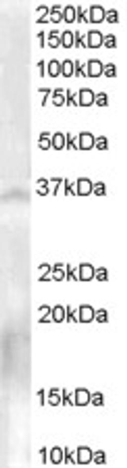 45-933 (0.3ug/ml) staining of Human Testis lysate (35ug protein in RIPA buffer). Primary incubation was 1 hour. Detected by chemiluminescence.