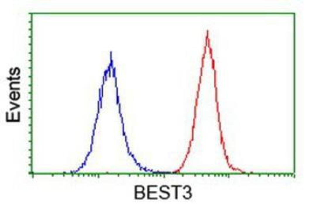 Flow Cytometry: Bestrophin 3 Antibody (2H3) [NBP2-03253] - Analysis of Hela cells, using anti-Bestrophin 3 antibody, (Red), compared to a nonspecific negative control antibody (Blue).