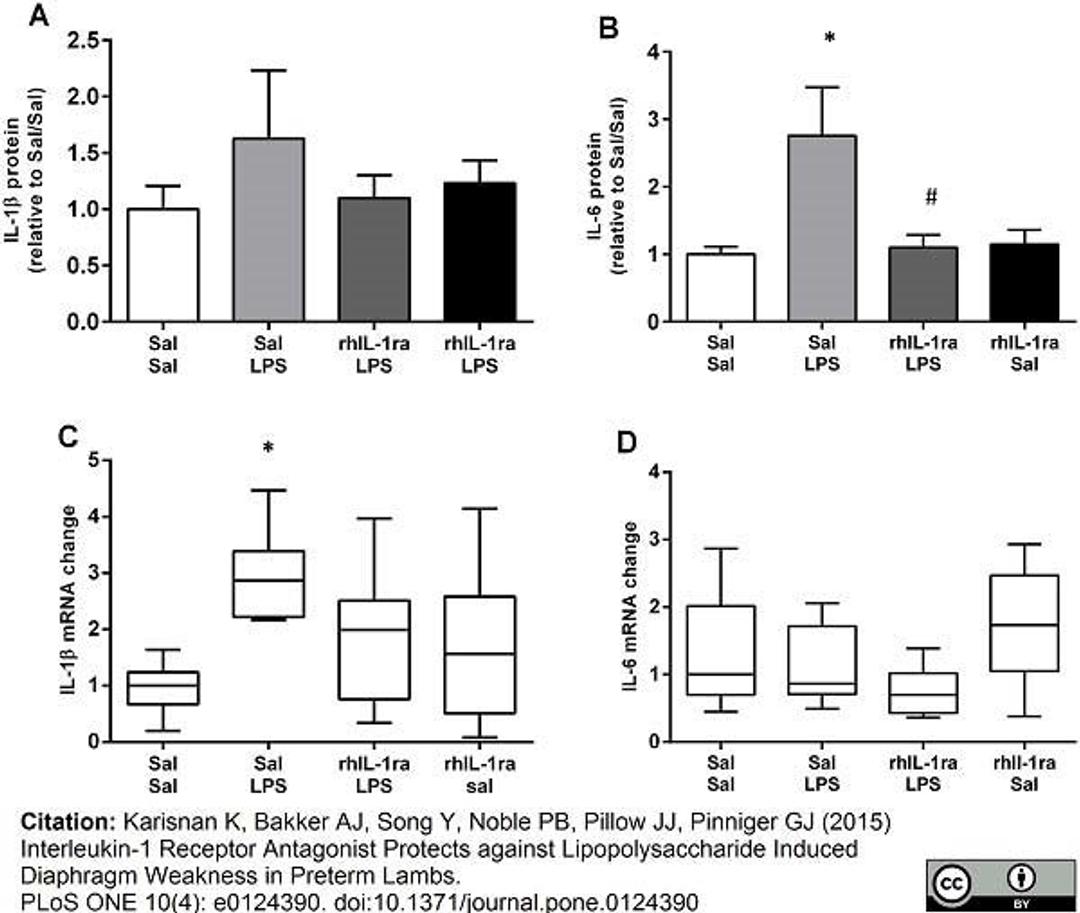 Rabbit anti Sheep interleukin 1&beta;  used to detect bound interleukin 1&beta; from lamb sera