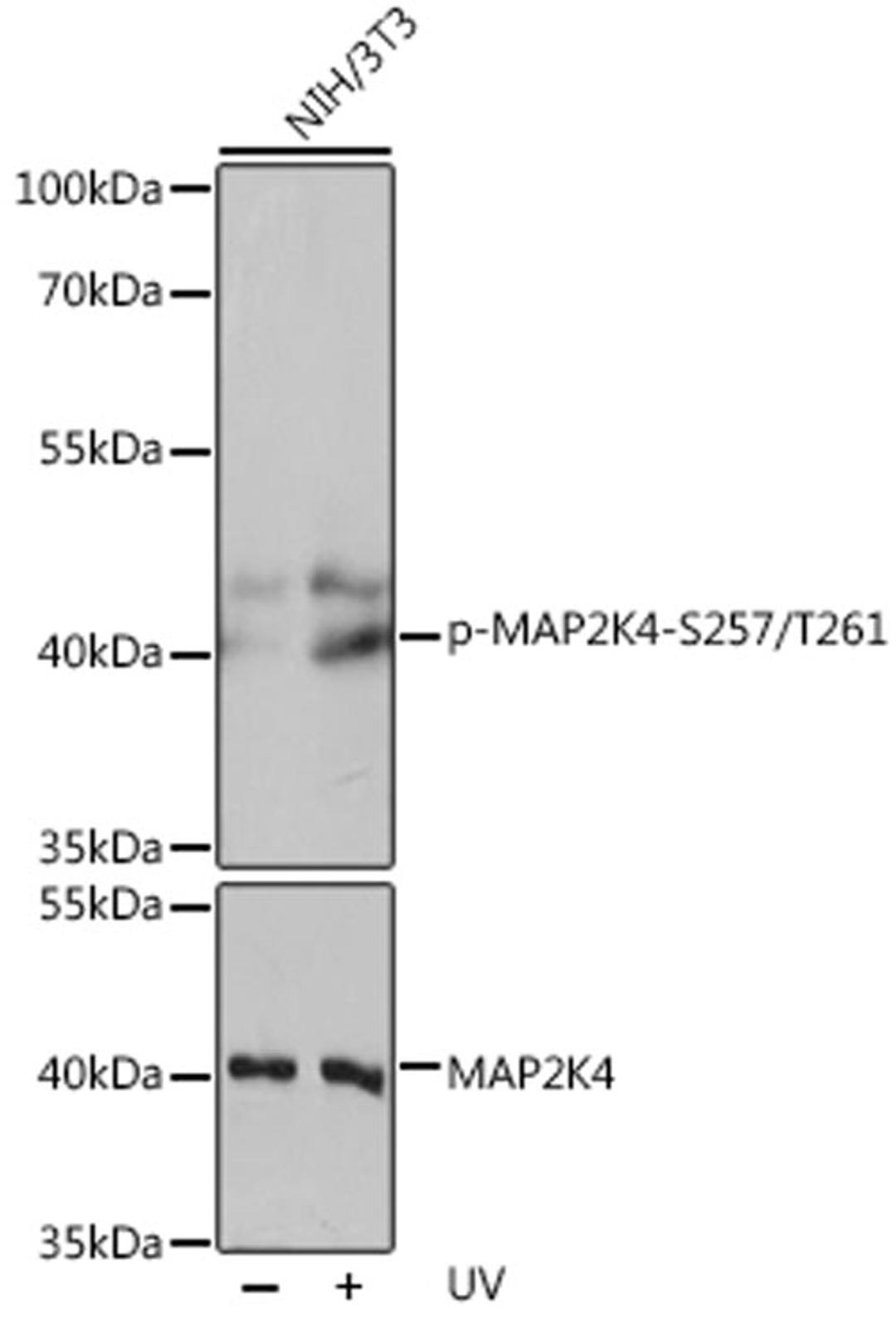 Western blot - Phospho-MAP2K4-S257/T261 pAb (AP0541)