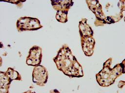 IHC image of CSB-PA22709A0Rb diluted at 1:500 and staining in paraffin-embedded human placenta tissue performed on a Leica BondTM system. After dewaxing and hydration, antigen retrieval was mediated by high pressure in a citrate buffer (pH 6.0). Section was blocked with 10% normal goat serum 30min at RT. Then primary antibody (1% BSA) was incubated at 4°C overnight. The primary is detected by a biotinylated secondary antibody and visualized using an HRP conjugated SP system.