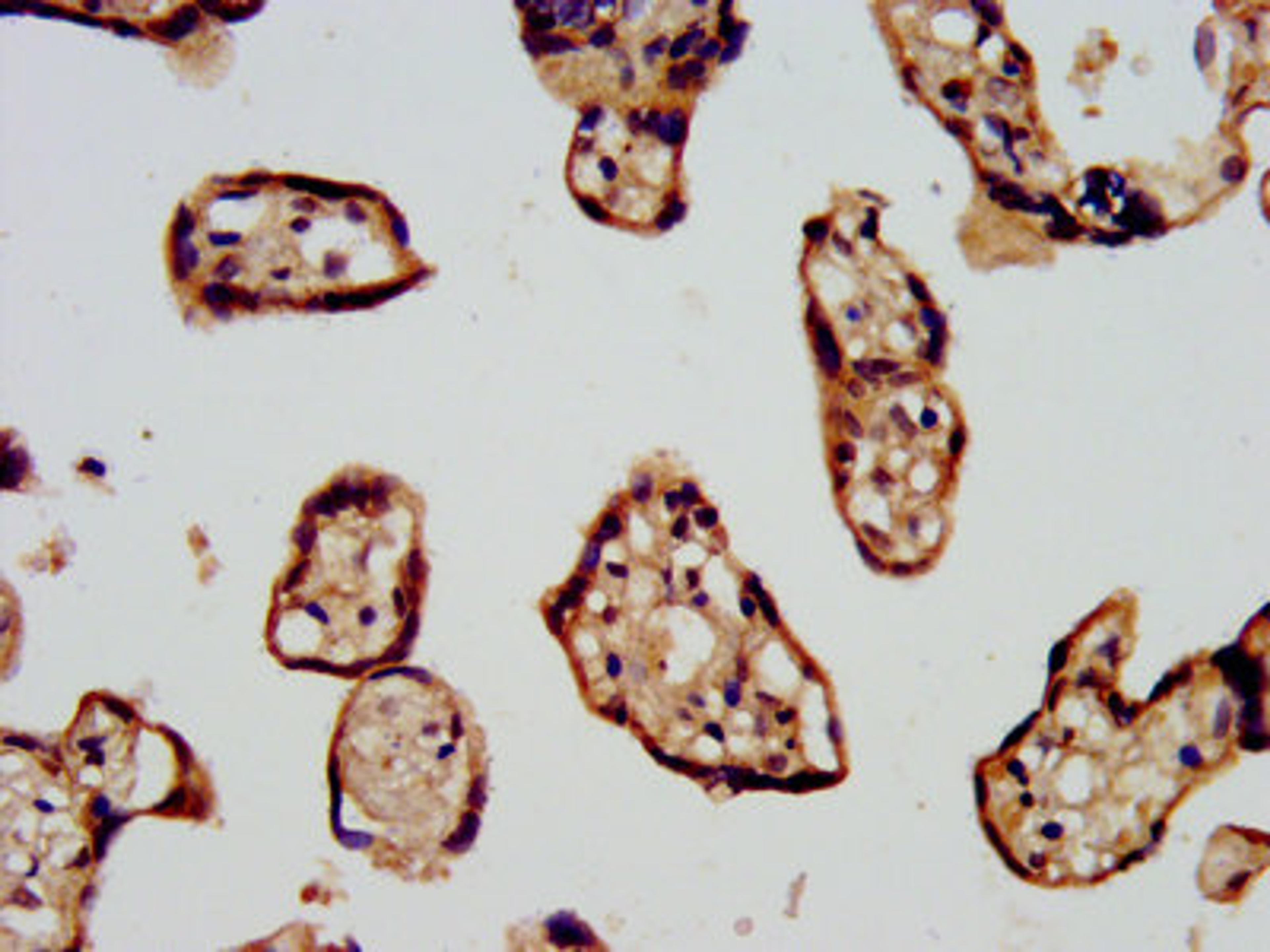 IHC image of CSB-PA22709A0Rb diluted at 1:500 and staining in paraffin-embedded human placenta tissue performed on a Leica BondTM system. After dewaxing and hydration, antigen retrieval was mediated by high pressure in a citrate buffer (pH 6.0). Section was blocked with 10% normal goat serum 30min at RT. Then primary antibody (1% BSA) was incubated at 4°C overnight. The primary is detected by a biotinylated secondary antibody and visualized using an HRP conjugated SP system.