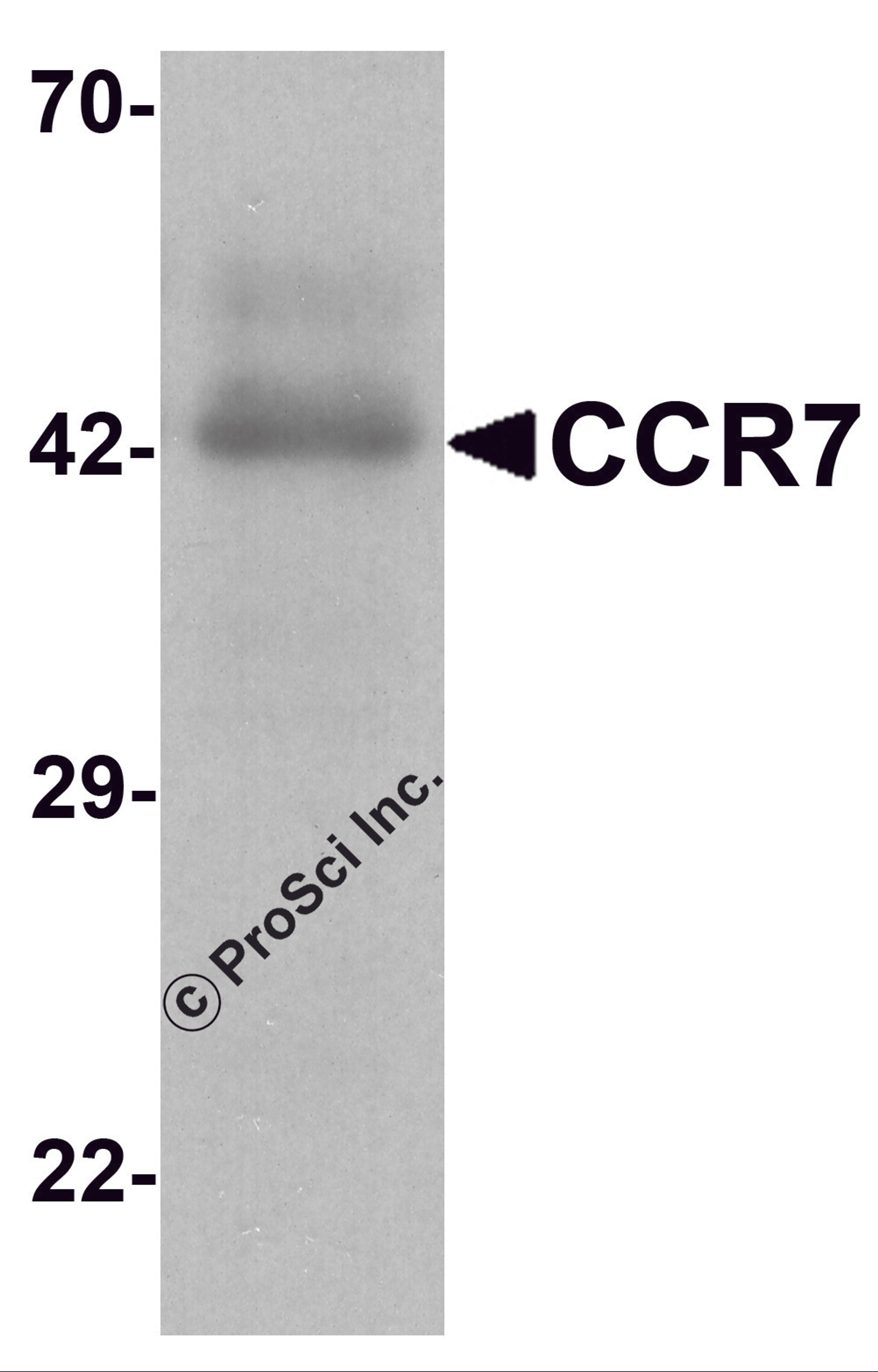 Western blot analysis of CCR7 in human spleen tissue lysate with CCR7 antibody at 1 μg/ml.