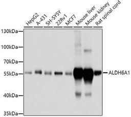 Western blot - ALDH6A1 antibody (A3309)