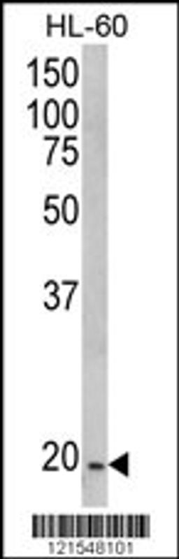 Western blot analysis of NDUFS4 Antibody in HL-60 cell line lysates (35ug/lane)