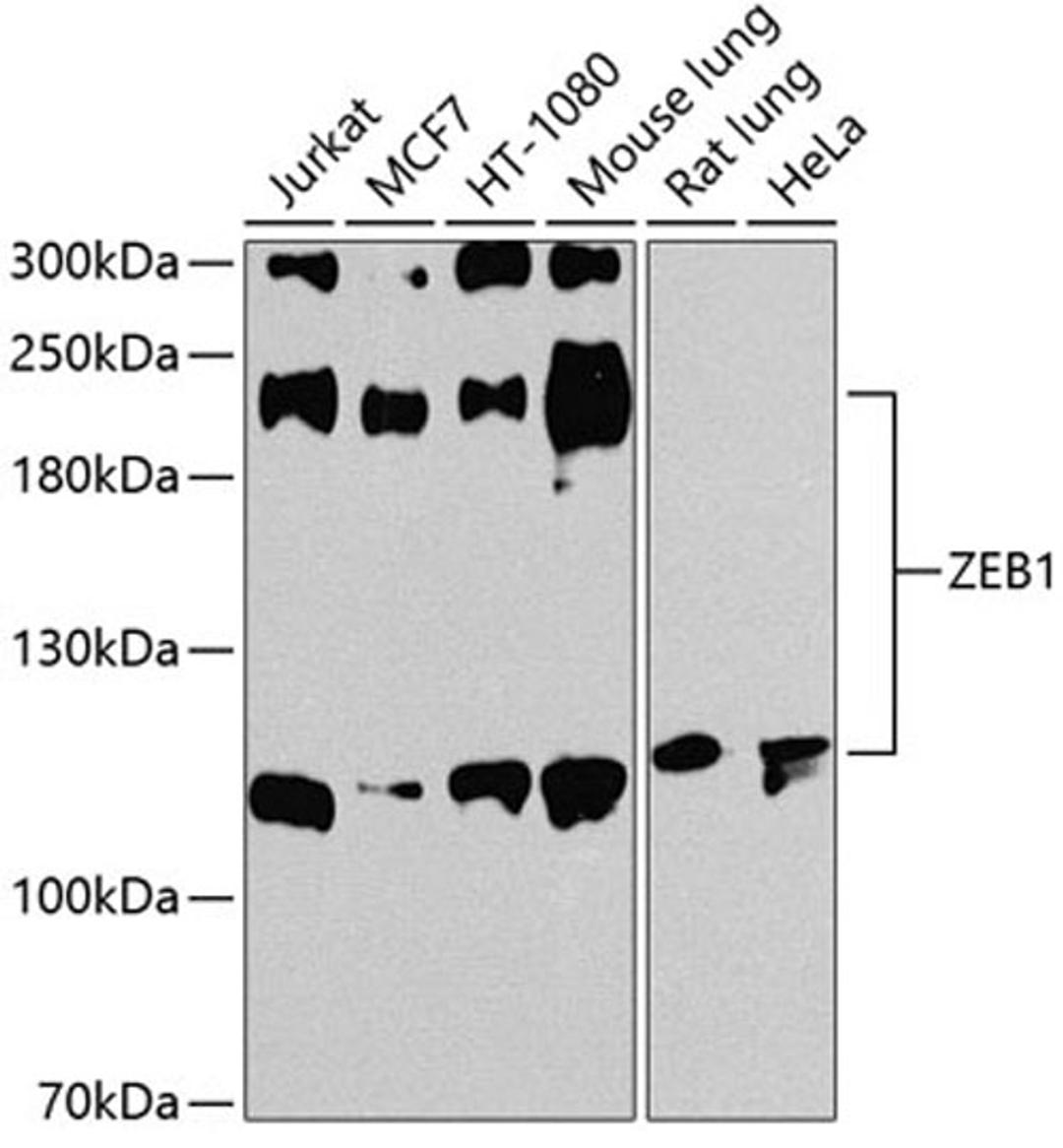 Western blot - ZEB1 antibody (A1500)