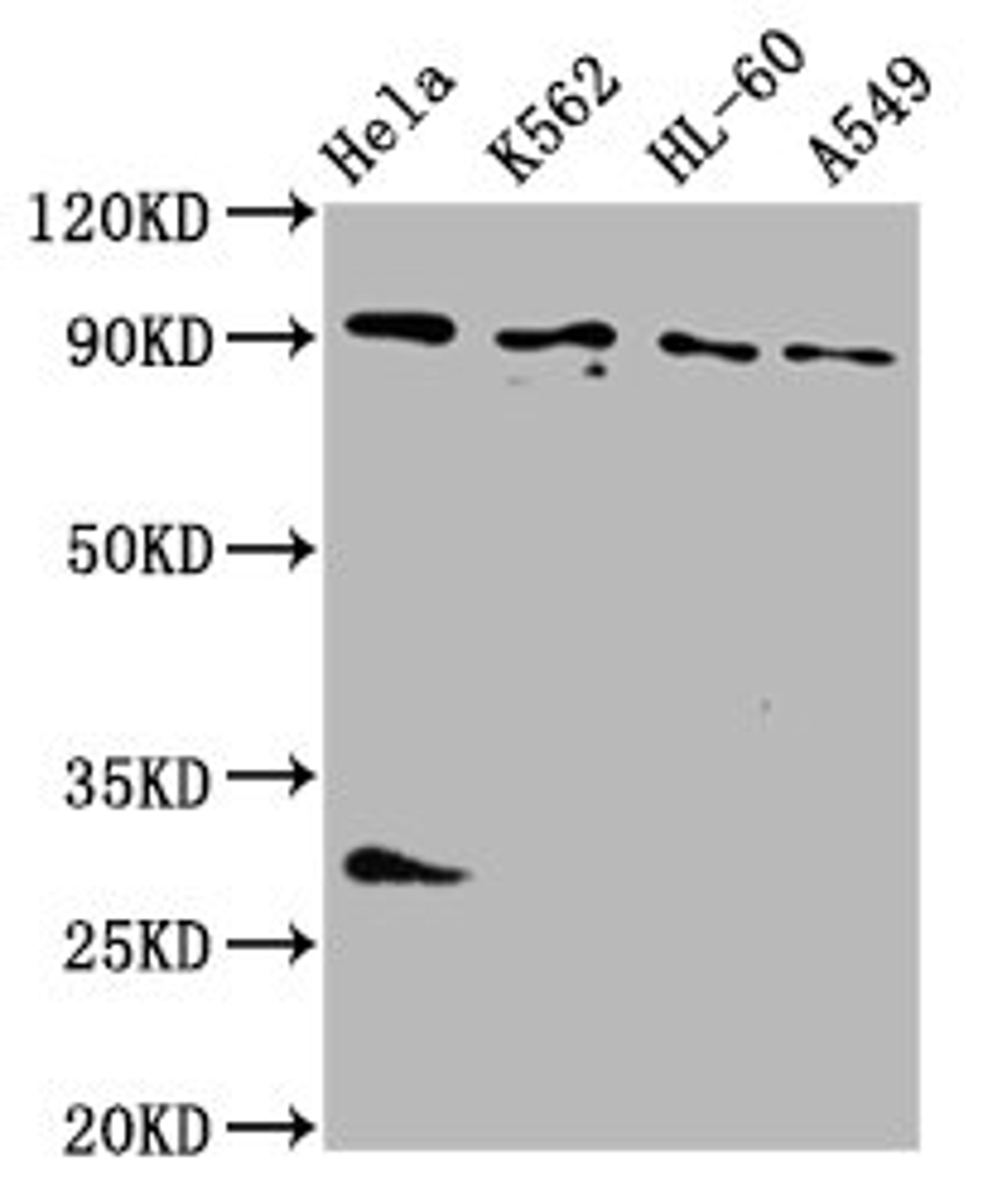 Western Blot. Positive WB detected in: Hela whole cell lysate, K562 whole cell lysate, HL60 whole cell lysate, A549 whole cell lysate. All lanes: BICD2 antibody at 4µg/ml. Secondary. Goat polyclonal to rabbit IgG at 1/50000 dilution. Predicted band size: 94, 97 kDa. Observed band size: 94 kDa