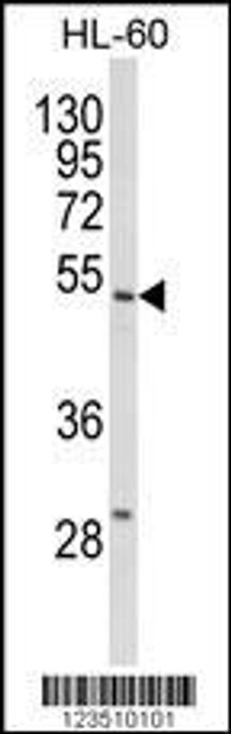 Western blot analysis of SELENBP1 Antibody in HL-60 cell line lysates (35ug/lane)