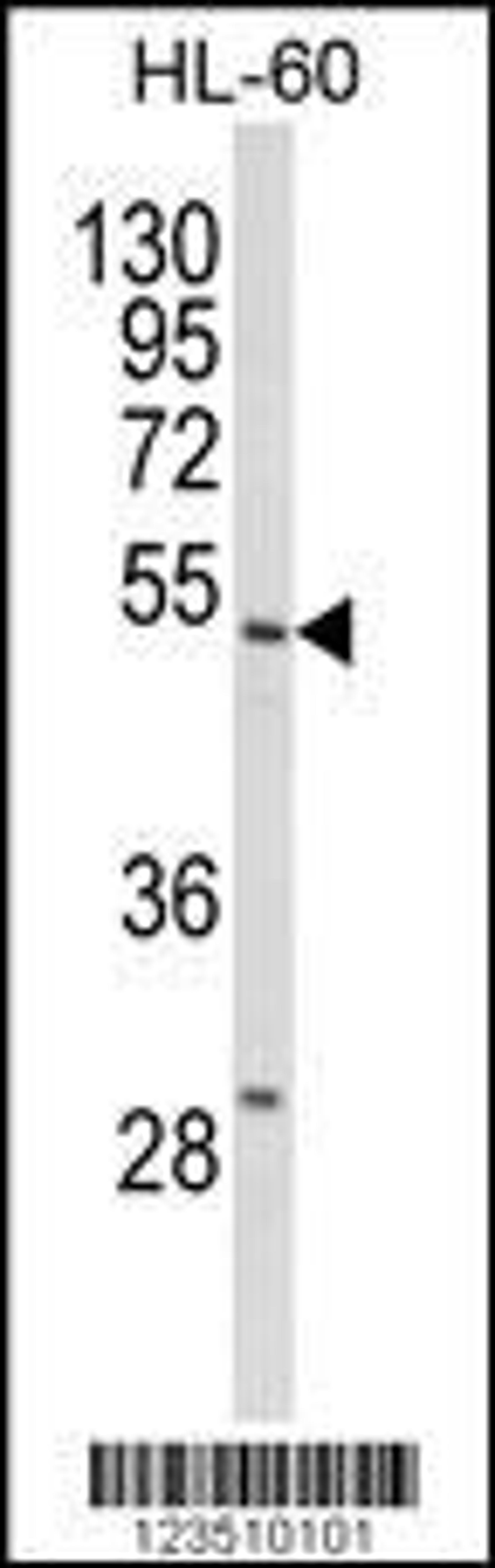 Western blot analysis of SELENBP1 Antibody in HL-60 cell line lysates (35ug/lane)