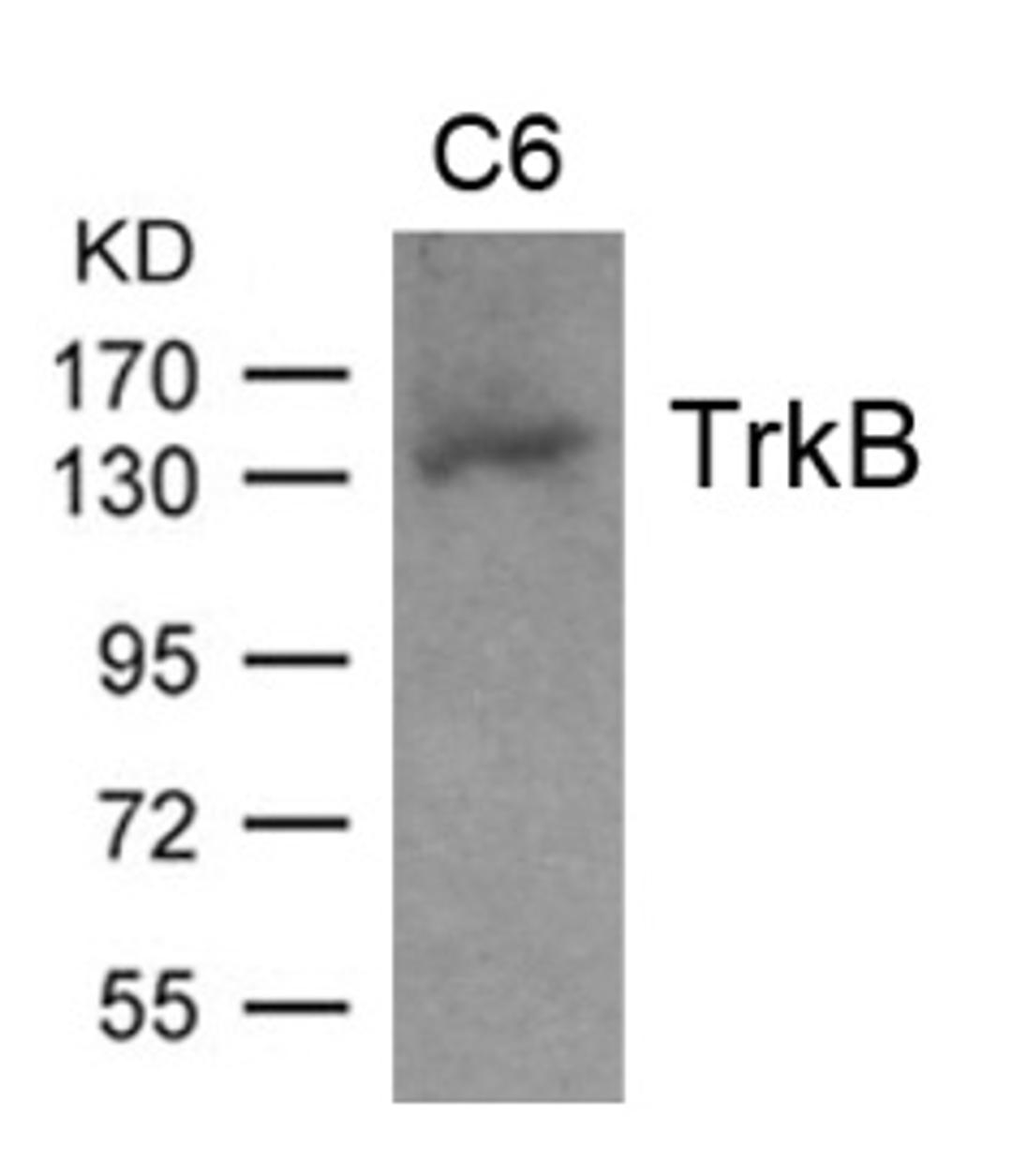 Western blot analysis of extract from C6 cell and using TrkB (Ab-705).