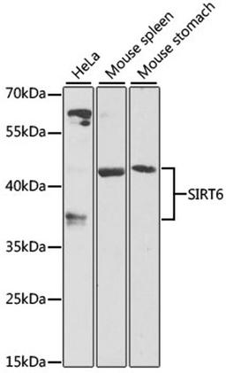 Western blot - SIRT6 antibody (A7416)