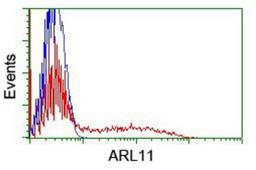 Flow Cytometry: ARL11 Antibody (1A5) [NBP2-01470] - HEK293T cells transfected with either overexpression plasmid (Red) or empty vector control plasmid (Blue) were immunostained by anti-ARL11 antibody, and then analyzed by flow cytometry.