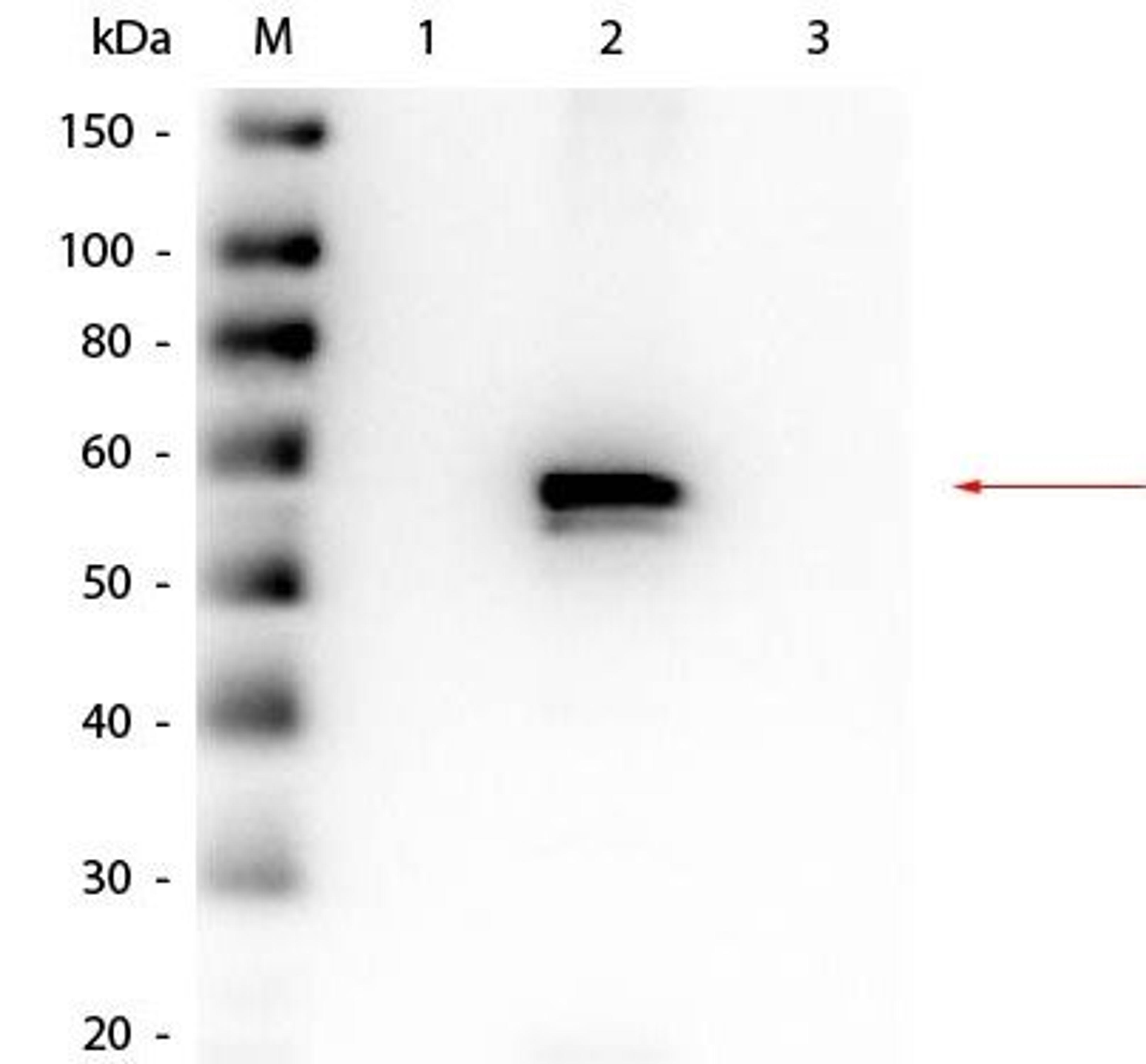 Western blot analysis of His-Tagged Recombinant (Lane1), His-Tagged Recombinant (Lane2), His-Tagged Recombinant Load: 50 ng per lane (Lane3) using AKT2 Western Chemiluminescent Blotting Kit