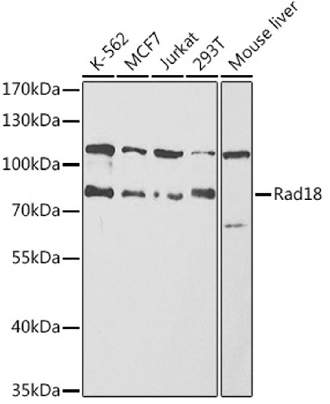 Western blot - Rad18 antibody (A13434)