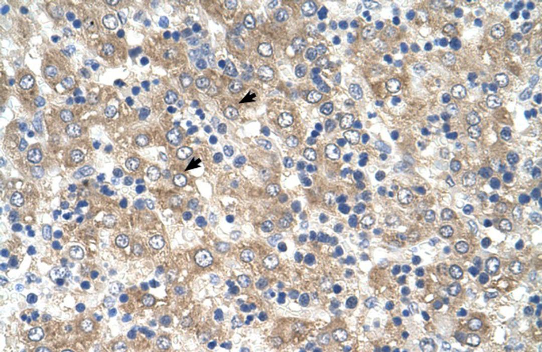 Antibody used in IHC on Human Liver.