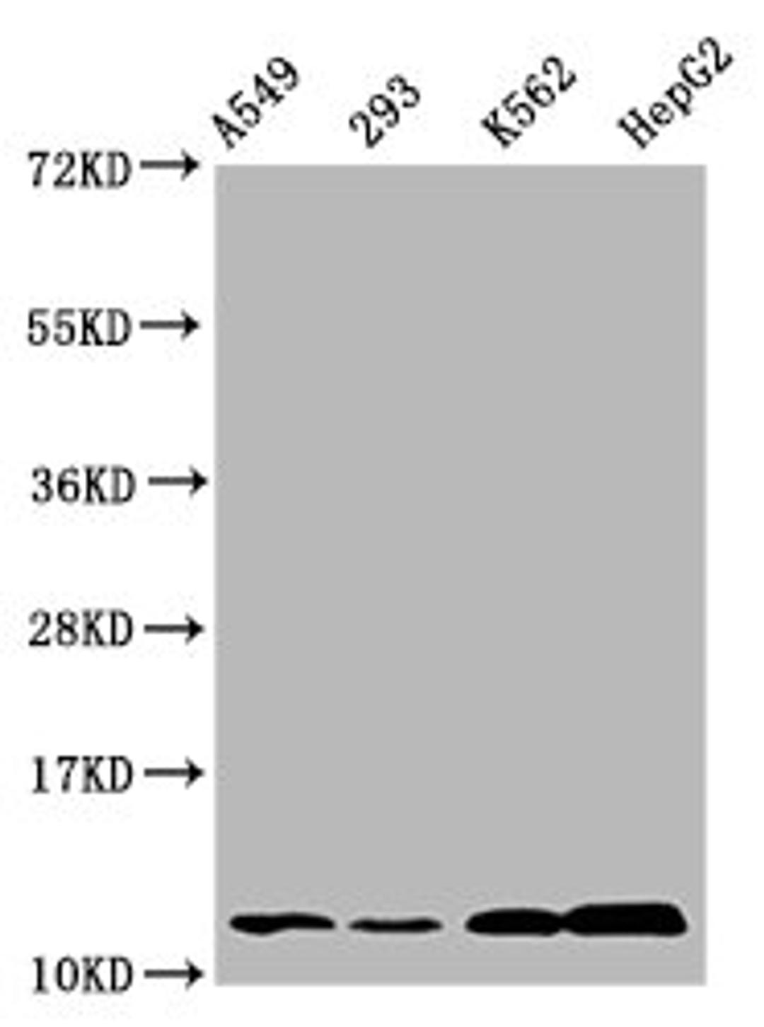 Western Blot. Positive WB detected in: A549 whole cell lysate, 293 whole cell lysate, K562 whole cell lysate, HepG2 whole cell lysate (treated by 30mM sodium butyrate for 4h). All lanes: HIST1H4A antibody at 1.25µg/ml. Secondary. Goat polyclonal to rabbit IgG at 1/50000 dilution. Predicted band size: 12 kDa. Observed band size: 12 kDa