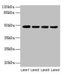 Western blot. All lanes: INHBA antibody at 2µg/ml. Lane 1: Hela whole cell lysate. Lane 2: HepG2 whole cell lysate. Lane 3: A549 whole cell lysate. Lane 4: MCF-7 whole cell lysate. Secondary. Goat polyclonal to rabbit IgG at 1/10000 dilution. Predicted band size: 48 kDa. Observed band size: 48 kDa