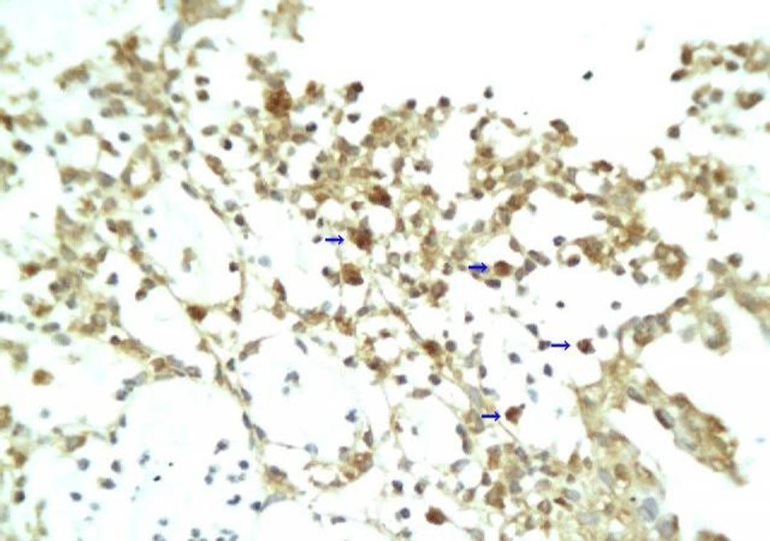 Immunohistochemical staining of paraffin embedded rat colon tissue using RELM alpha antibody