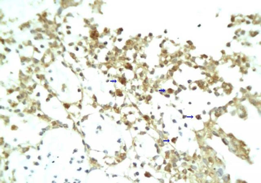 Immunohistochemical staining of paraffin embedded rat colon tissue using RELM alpha antibody