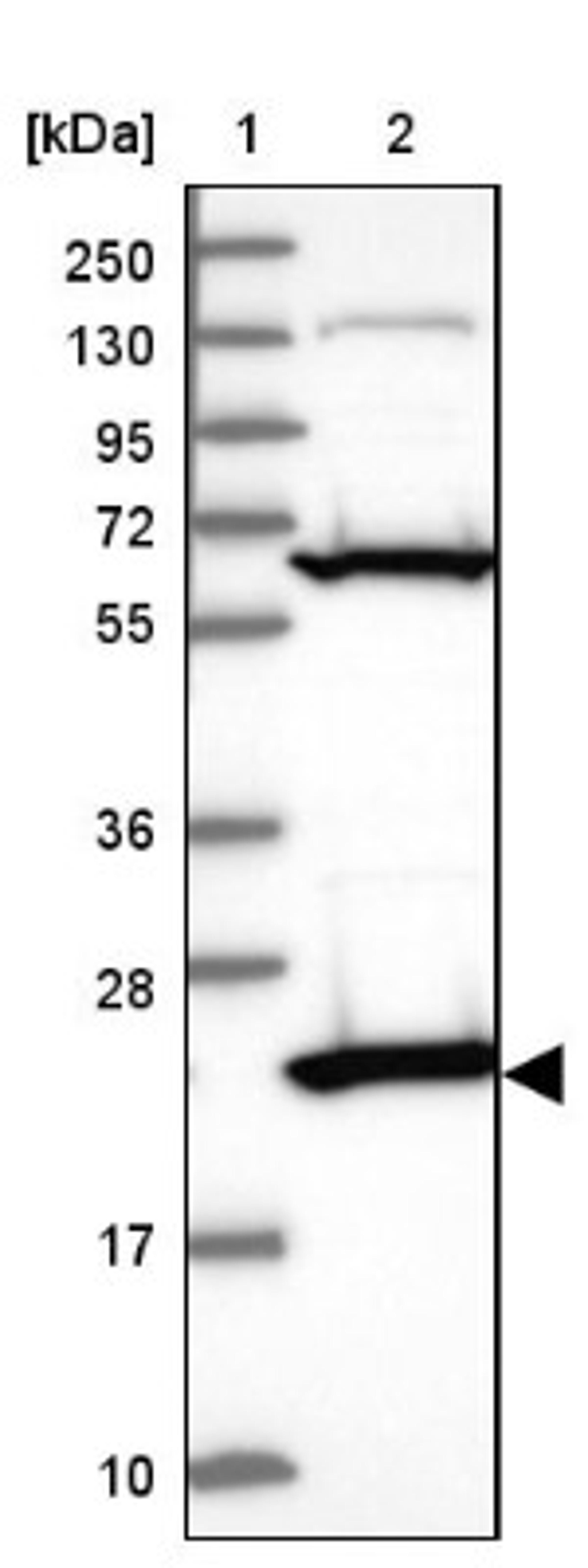 Western Blot: ATP5H Antibody [NBP2-47545] - Lane 1: Marker [kDa] 250, 130, 95, 72, 55, 36, 28, 17, 10.  Lane 2: Human cell line RT-4