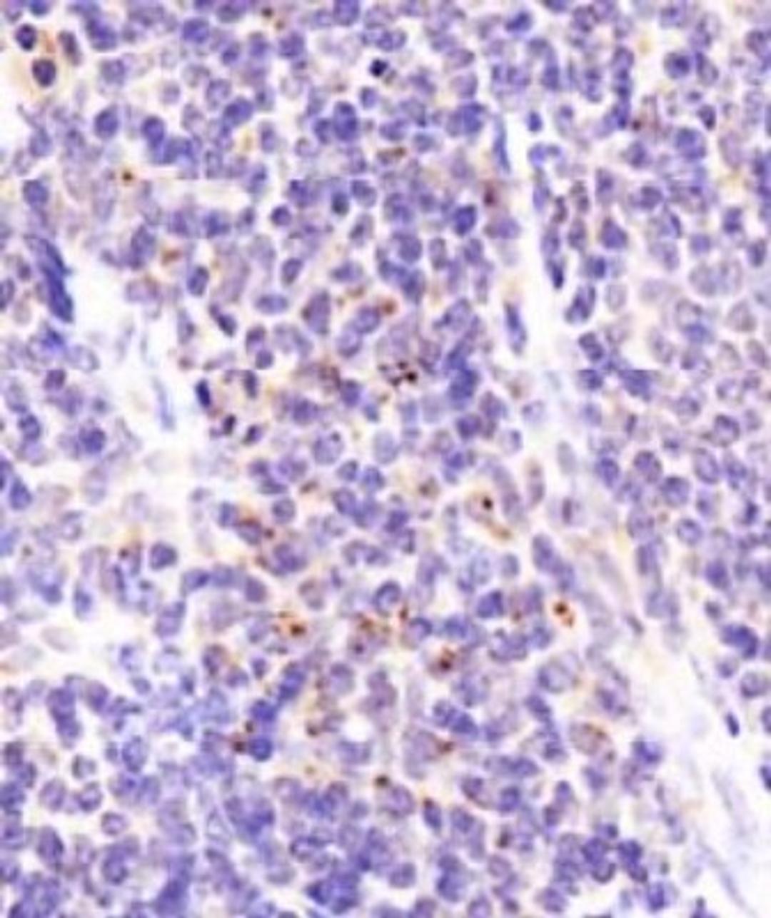 Immunohistochemistry: DEPTOR Antibody [NBP1-49674] - Staining of DEPTOR in mouse spleen using DAB with a hematoxylin counterstain.