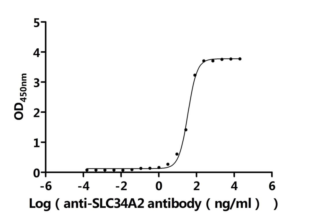 The Binding Activity of Human SLC34A2 with Anti-SLC34A2 Recombinant Antibody. Activity: Measured by its binding ability in a functional ELISA. Immobilized Human SLC34A2(CSB-MP021581HU1) at 2 μg/mL can bind Anti-SLC34A2 recombinant antibody. The EC<sub>50</sub> is 32.86-37.66 ng/mL.