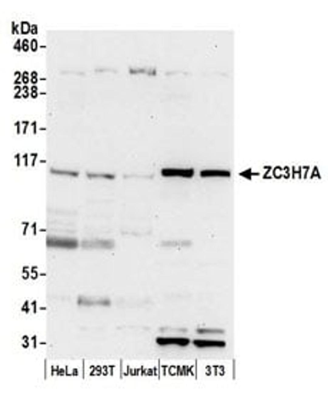 Detection of human and mouse ZC3H7A by western blot.