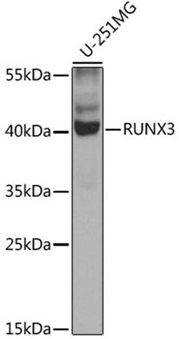 Western blot - RUNX3 antibody (A7303)