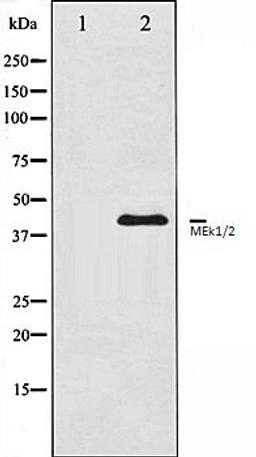 Western blot analysis of HeLa whole cell lysates using MEK1/2 antibody, The lane on the left is treated with the antigen-specific peptide.