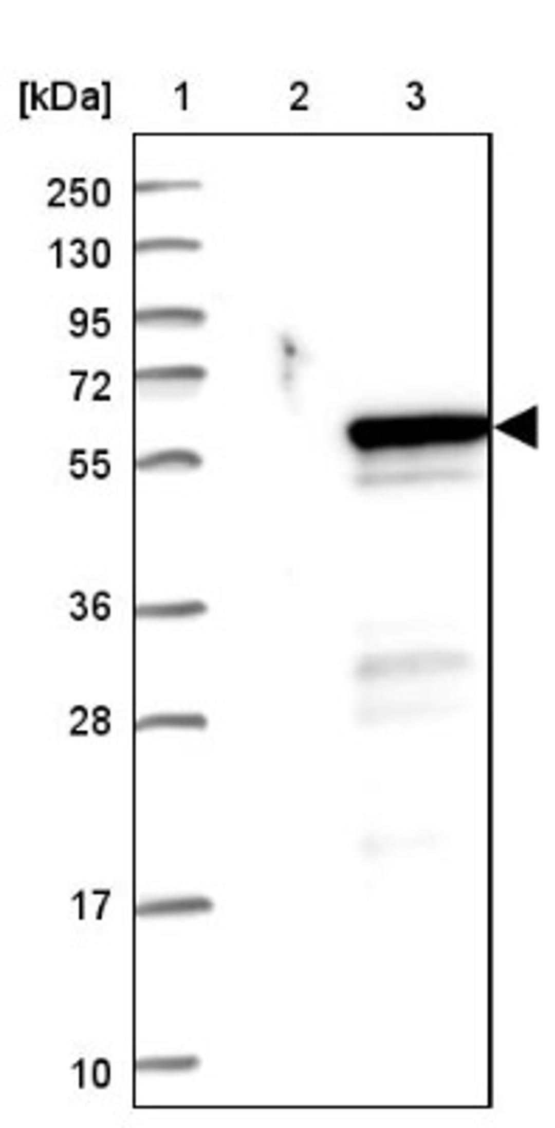 Western Blot: PRSS35 Antibody [NBP2-32646] - Lane 1: Marker [kDa] 250, 130, 95, 72, 55, 36, 28, 17, 10<br/>Lane 2: Negative control (vector only transfected HEK293T lysate)<br/>Lane 3: Over-expression lysate (Co-expressed with a C-terminal myc-DDK tag (~3.1 kDa) in mammalian HEK293T cells, LY407075)