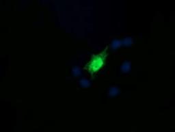 Immunofluorescence: RAB30 Antibody (3E7) [NBP2-45498] - Analysis  of COS7 cells transiently transfected by pCMV6-ENTRY RAB30.