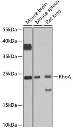 Western blot - RhoA antibody (A0272)