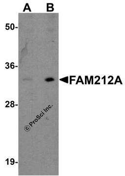 Western blot analysis of FAM212A in EL4 cell lysate with FAM212A antibody at (A) 1 and (B) 2 μg/ml.