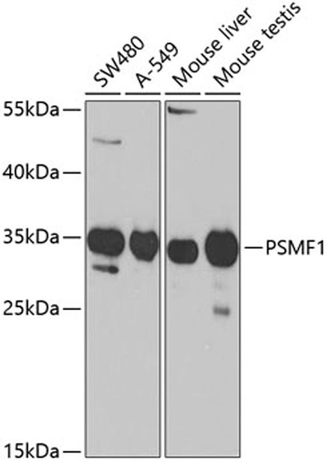 Western blot - PSMF1 Antibody (A5554)