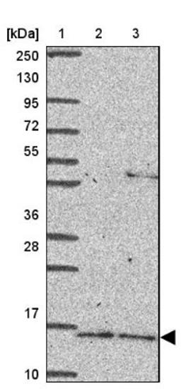 Western Blot: RNASE3 Antibody [NBP2-33778] - Lane 1: Marker [kDa] 250, 130, 95, 72, 55, 36, 28, 17, 10<br/>Lane 2: Human cell line RT-4<br/>Lane 3: Human cell line U-251MG sp