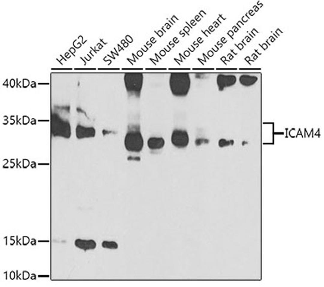 Western blot - ICAM4 antibody (A7438)