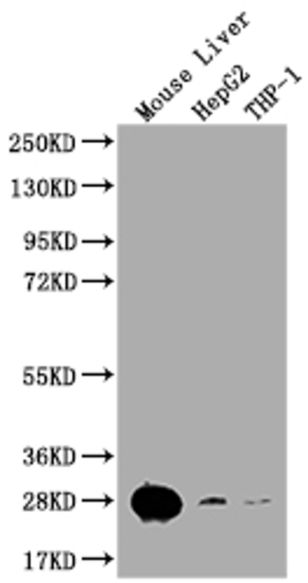 Western Blot. Positive WB detected in: Mouse lung tissue, Mouse kidney tissue. All lanes: HMGB1 antibody at 2.7ug/ml. Secondary. Goat polyclonal to rabbit IgG at 1/50000 dilution. Predicted band size: 25 kDa. Observed band size: 25, 70 kDa.