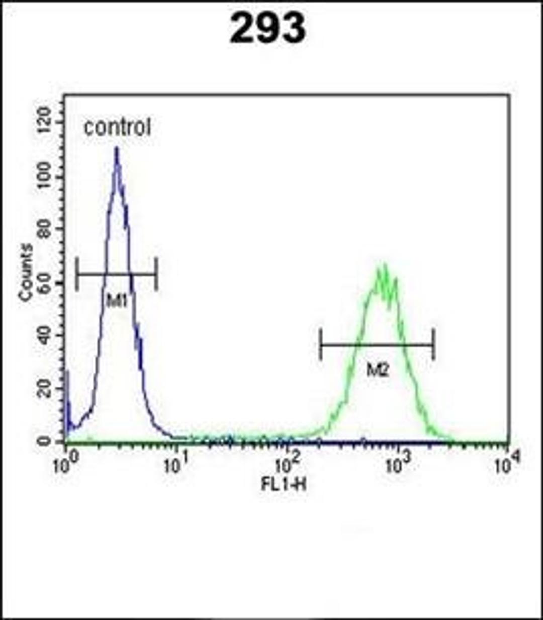 Flow cytometric analysis of 293 cells using PCDH17 antibody (primary antibody dilution at: 1:10-50)