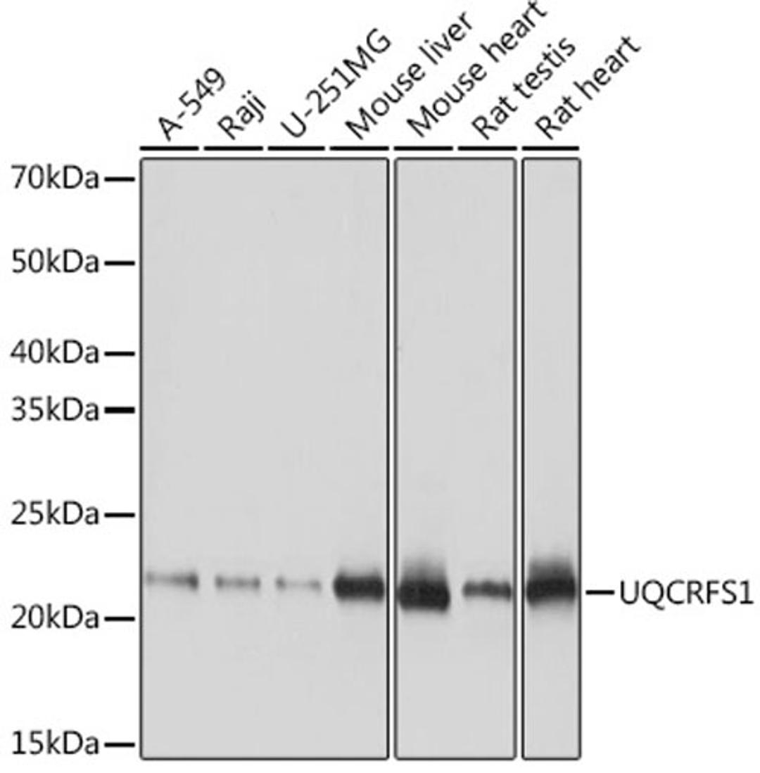 Western blot - UQCRFS1 Rabbit mAb (A9517)