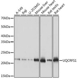 Western blot - UQCRFS1 Rabbit mAb (A9517)